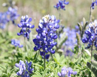 Photo Print - Texas Bluebonnets Lupine Spring Wildflowers Pictures Photography Hill Country Fine Art Wall Decor Nature Rustic Blooms Fields