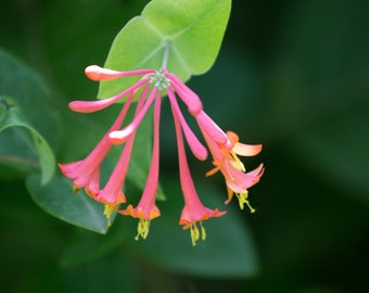 Photo Print - Coral Honeysuckle Flowers Fine Art Photography Pictures Wall Decor Close-up Nature