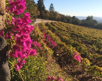 Photo Print - California Wine Country Sonoma County Vineyard Grapes Hanzell Winery Vines Road Bouganvillea Nature Photography Landscape