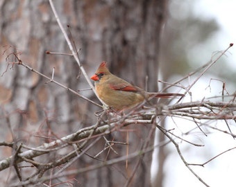 Photo Print - Female Northern Cardinal Photography Wall Art Birds Picture Closeup Detailed Tree Branches Pine Trunk Winter Landscape