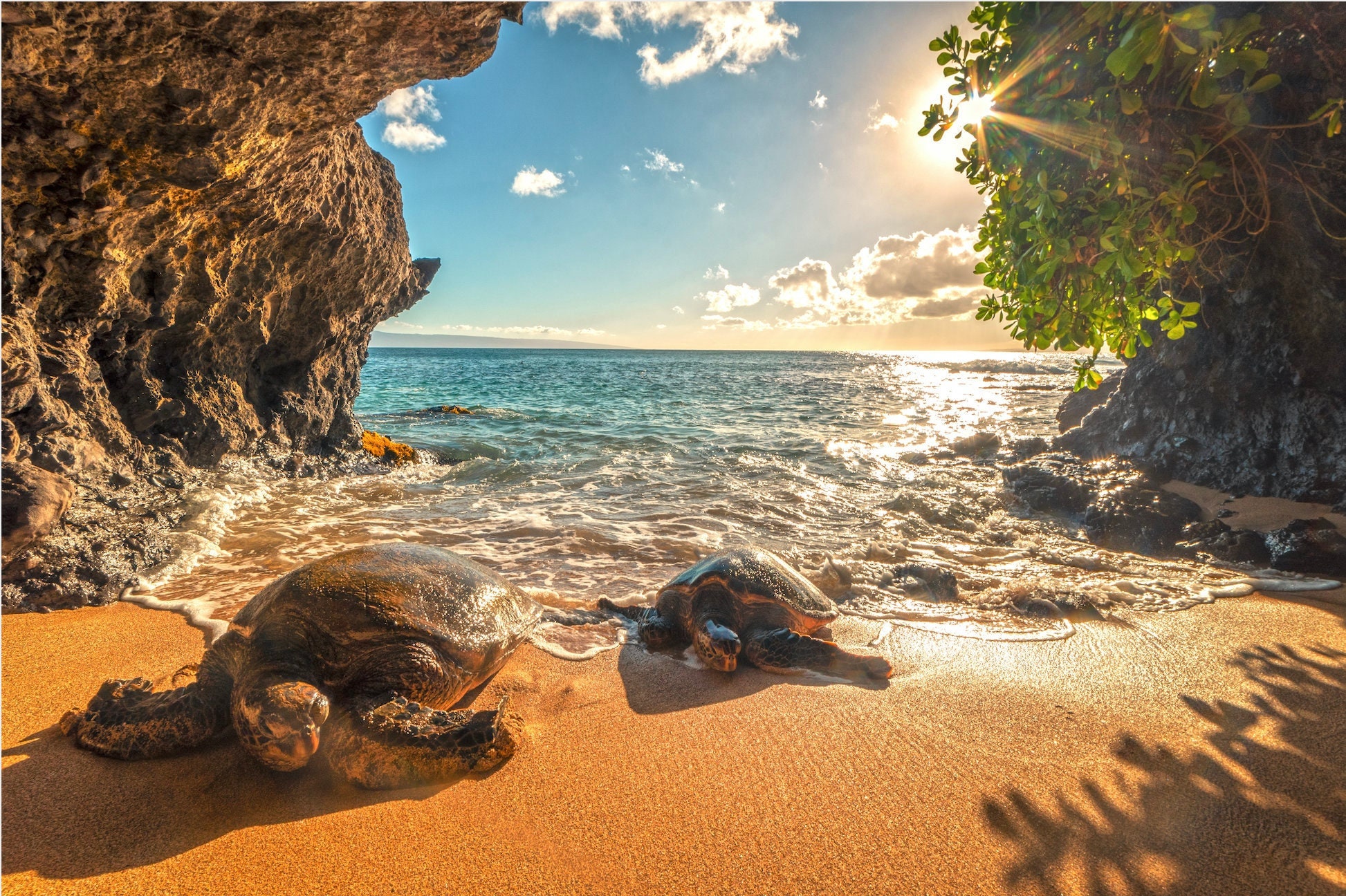 Turtle Cave Maui Metal Honu Love Turtle Love Turtle Lover Etsy