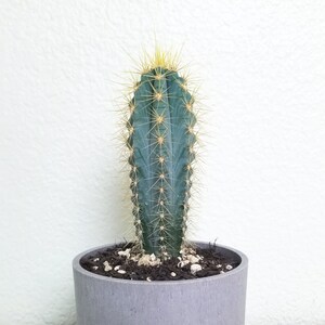 May include: A tall, blue-green cactus with yellow spines in a gray, cylindrical pot. The cactus is centered in the pot, which is filled with dark soil and small white stones. The background is a plain white wall.