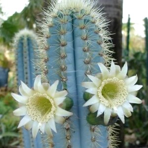 May include: Close-up of a blue cactus with white flowers in full bloom. The cactus has sharp, light-colored spines and a segmented structure. The flowers have a star-like shape with a yellow center.