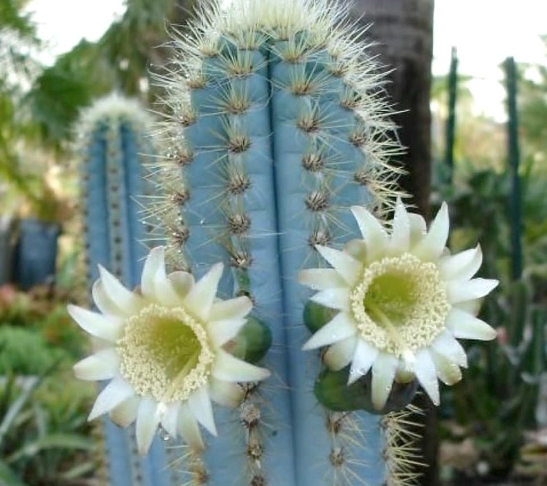May include: Close-up of a blue cactus with white flowers in full bloom. The cactus has sharp, light-colored spines and a segmented structure. The flowers have a star-like shape with a yellow center.