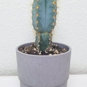 May include: A blue-green cactus with yellow spines in a gray, cylindrical pot. The cactus has a vertical, ribbed structure and is planted in soil with small stones. The pot has a stepped design and sits on a white surface.
