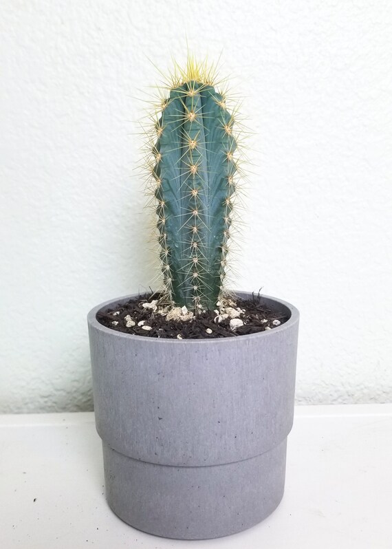 Rare Blue Torch Cactus • Pilosocereus Azureus • House Plant Gift, Cactus Gift, Cactus Plant, Blue Torch Cactus Live Plant, Low Light Plant