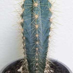 May include: A tall, blue-green cactus with sharp, yellow spines. The cactus is planted in a gray pot filled with dark soil and small white stones. The plant has a vertical, columnar shape.