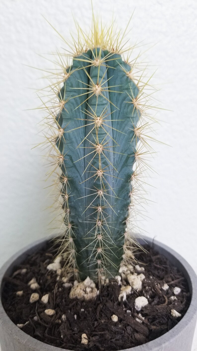 May include: A tall, blue-green cactus with sharp, yellow spines. The cactus is planted in a gray pot filled with dark soil and small white stones. The plant has a vertical, columnar shape.