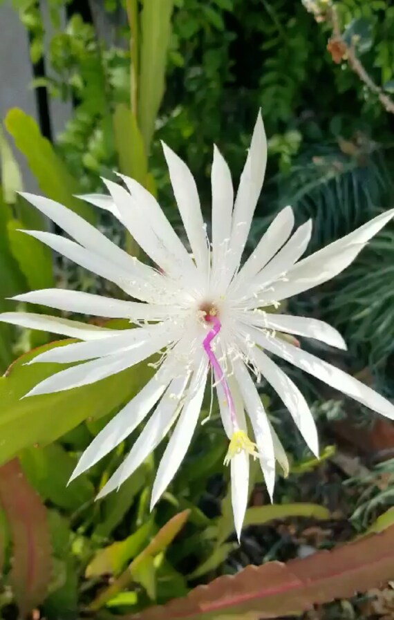 Epiphyllum Oxypetalum Dutchman S Pipe Cactus Princess Etsy