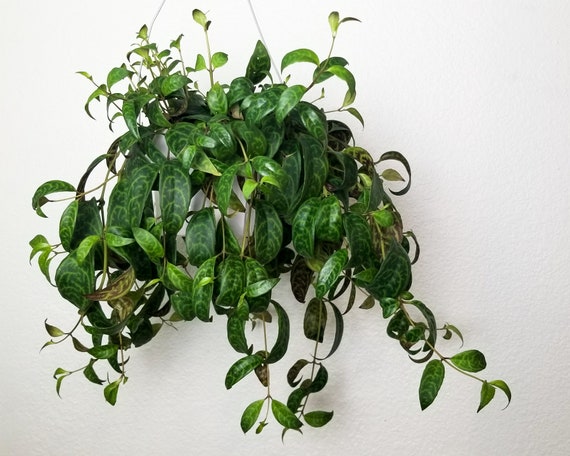 Black Pagoda Lipstick Plant Cutting Aeschynanthus Longicaulis Etsy