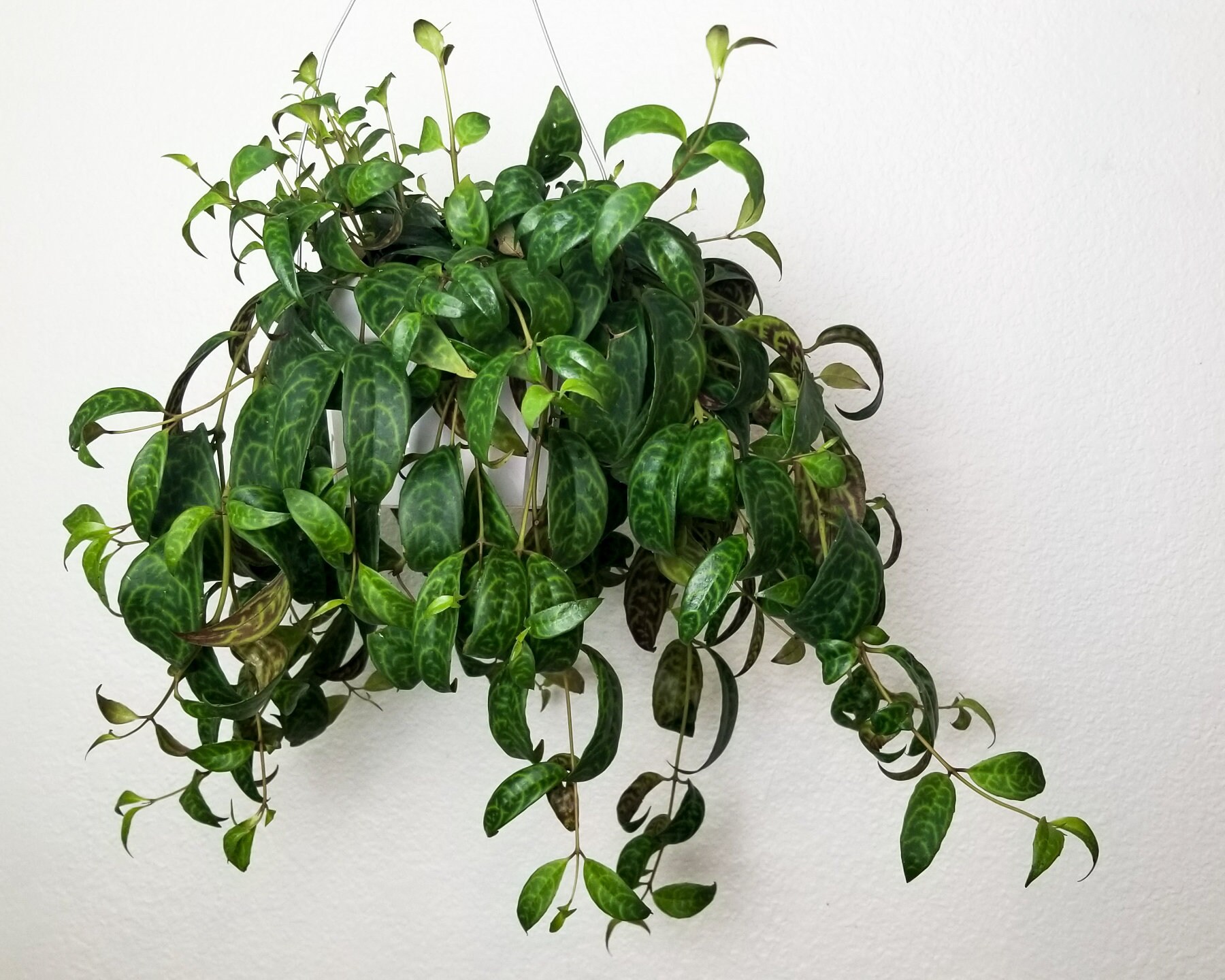 Black Pagoda Lipstick Plant Cutting Aeschynanthus Longicaulis Etsy