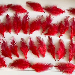 Könnte beinhalten: Eine Sammlung von etwa 40 roten Federn. Die Federn sind weich und flauschig und haben alle unterschiedliche Größen und Formen.