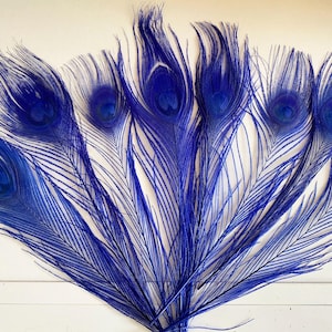 Craftuneed Bundle 8pcs Royal Blue Peacock Feather hat mount Feather For Millinery DIY Art craft