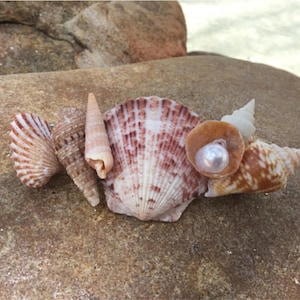 Beach Hair Barrette, Beach Hair Accessory, Beach Wedding Hair Accessory, Shell Hair Barrette, Shell Hair Clip, Hair Accessory, Hair clip