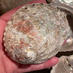 May include: A close-up of a large, brown abalone shell with a pearly iridescent interior. The shell has a rough, textured exterior and several holes along the edge.