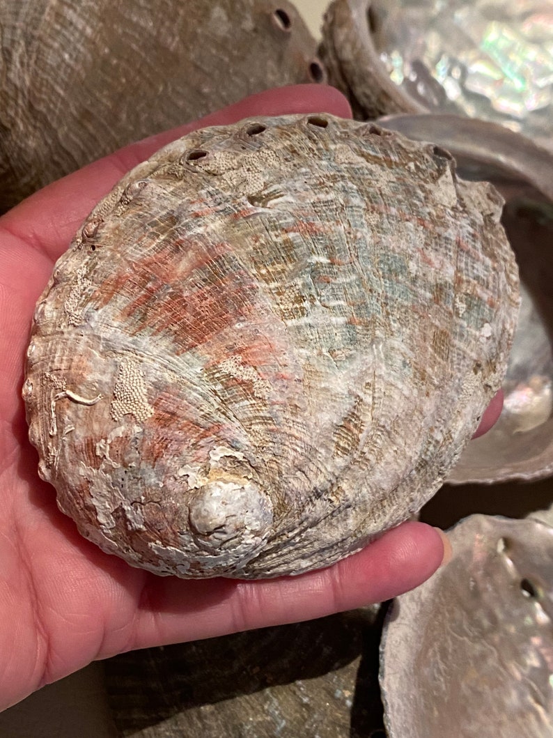 May include: A close-up of a large, brown abalone shell with a pearly iridescent interior. The shell has a rough, textured exterior and several holes along the edge.