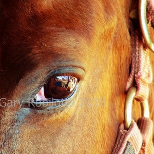 Nature Photo-Art Canvas Prints. Maui, Montserrat, Tropical, Islands, Beaches, Horse, Waves, Flowers, Sunsets, Cats 6