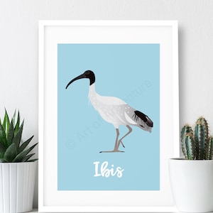 Ibis Poster / A3 Print  / Animal Print / Australian Bird