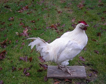 Rooster - Chicken - Leghorn - Standing - Mount - Taxidermy