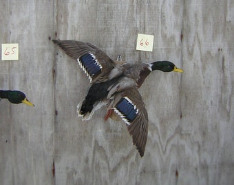 Mallard Drake - Duck - Flying Right - Captive Bred - Mount - Taxidermy