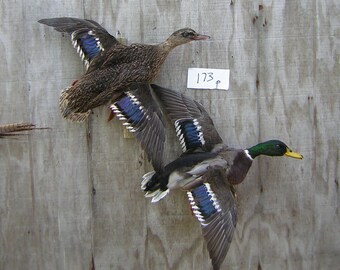 Pair of Mallards- Drake and Hen - Ducks - Flying Right- Captive Bred - Mount - Taxidermy