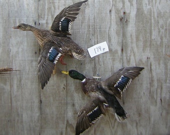 Pair of Mallards- Drake and Hen - Ducks - Flying Left- Captive Bred - Mount - Taxidermy
