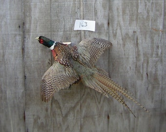 Ringneck Rooster Pheasant - Flying Left - Mount - Taxidermy