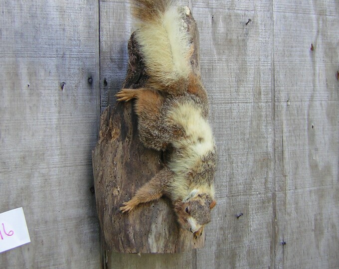 Piebald Fox Squirrel Climbing Down Mount Taxidermy Etsy