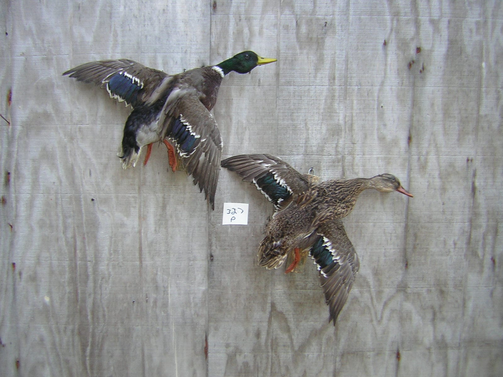 Mallard Drake And Hen Mounts