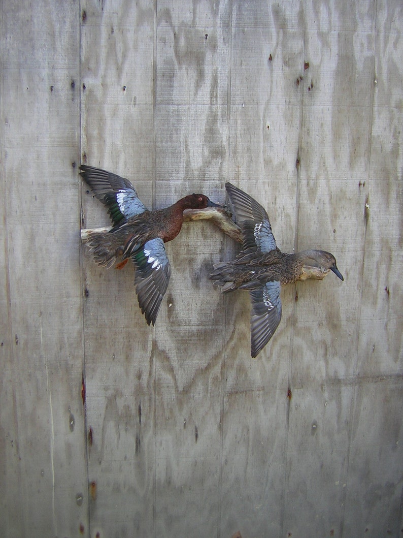 Taxidermy Drake and Hen Pair of Cinnamon Teal Ducks Mount Flying Captive Bred