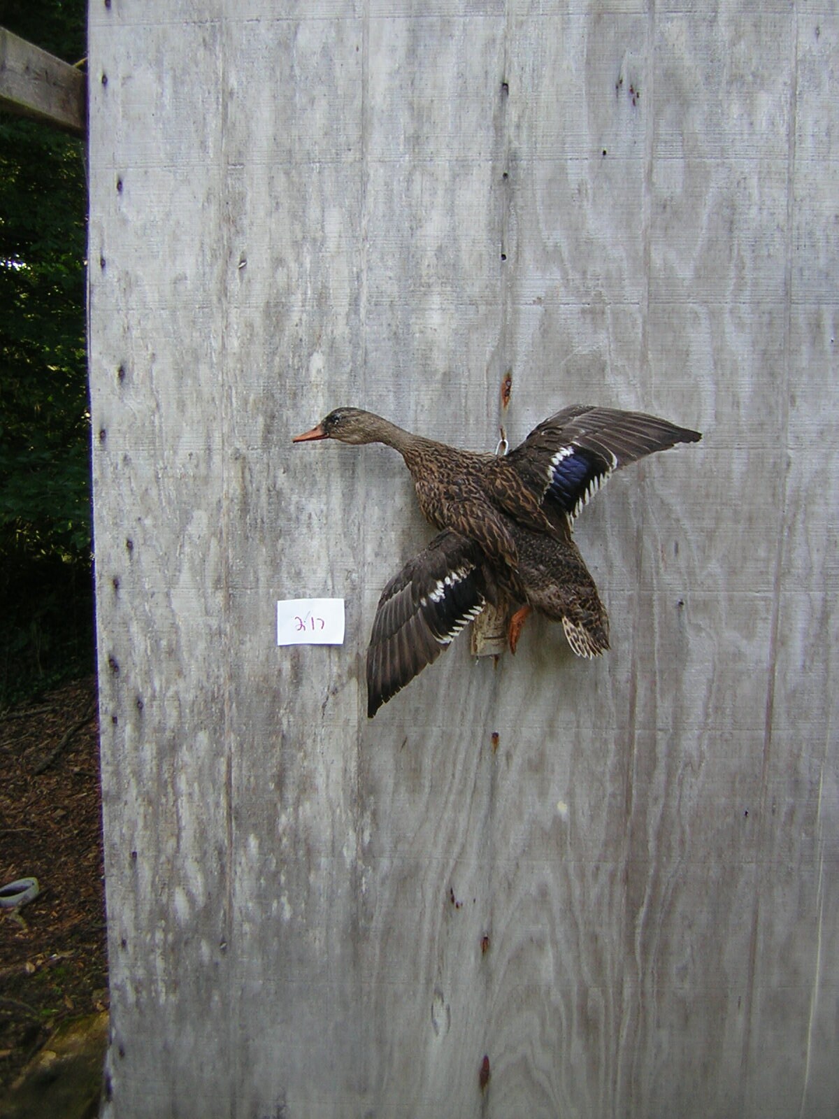Mallard Drake And Hen Mounts