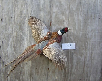 Ringneck Rooster Pheasant - Flying Right - Mount - Taxidermy