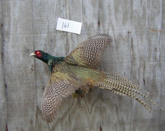Green Phase Ringneck Rooster Pheasant - Flying Left - Mount - Taxidermy