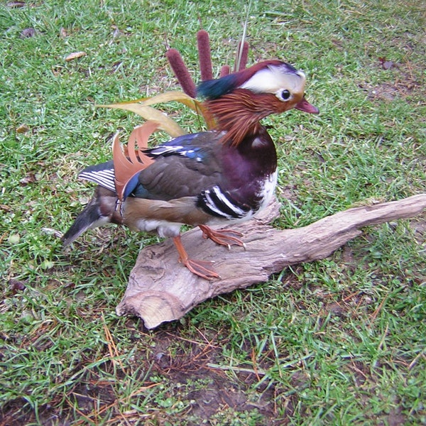 Wood Duck Mount Etsy