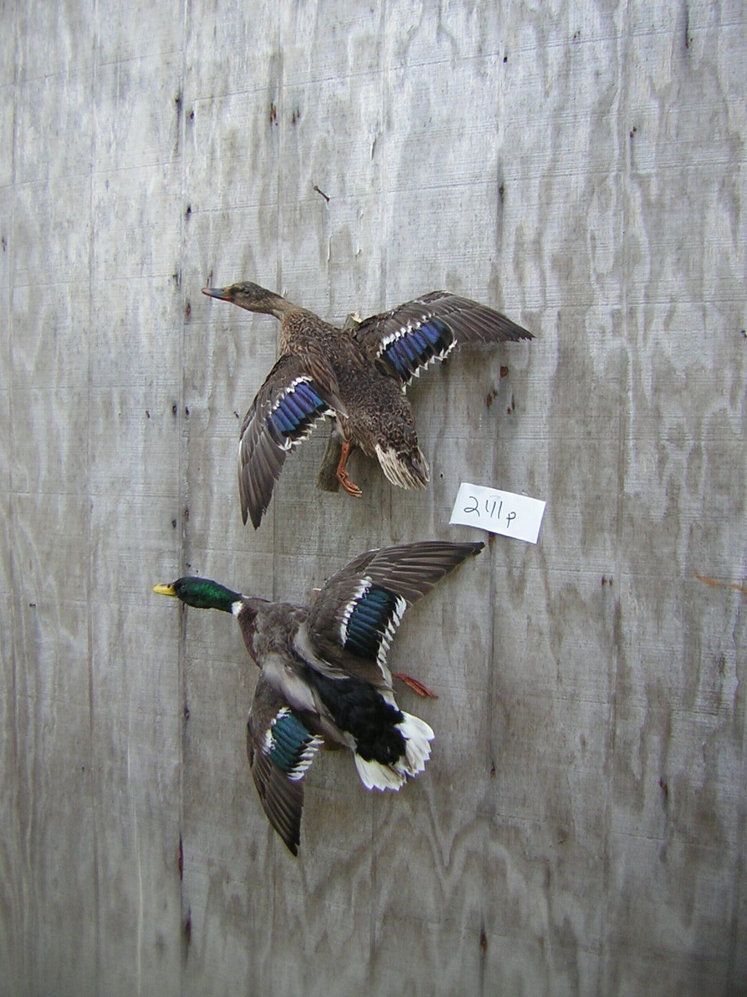 Pair of Mallards Drake and Hen Ducks Flying Left Captive Bred Mount ...