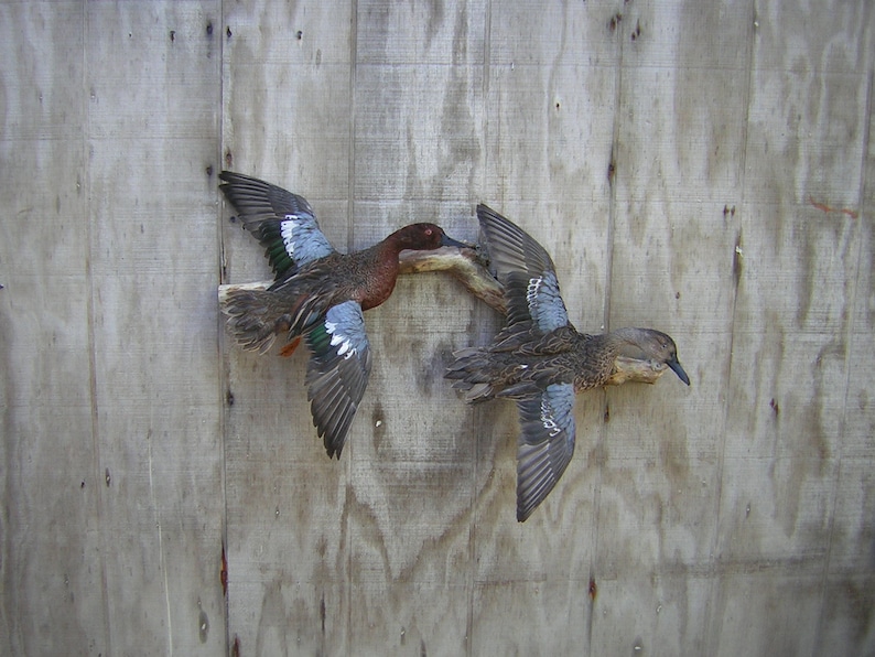 Taxidermy Drake and Hen Pair of Cinnamon Teal Ducks Mount Flying Captive Bred