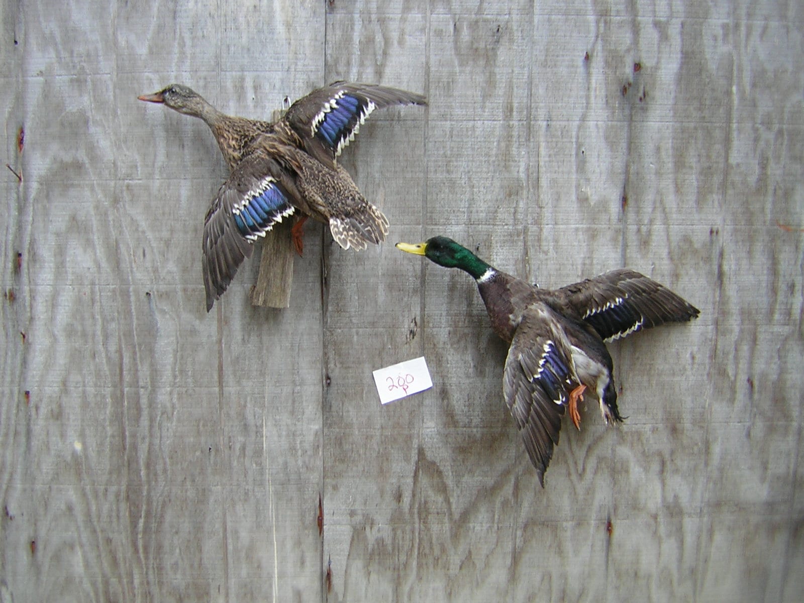 Mallard Drake And Hen Mounts