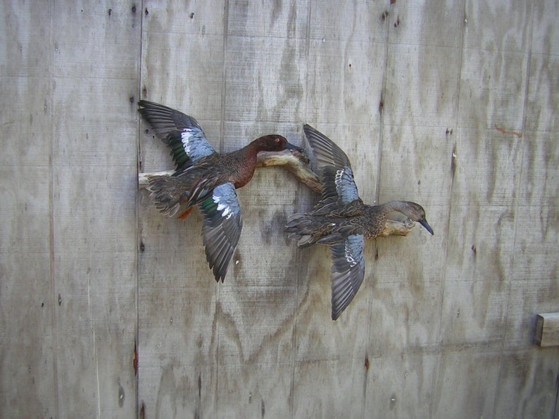 Taxidermy Drake and Hen Pair of Cinnamon Teal Ducks Mount Flying Captive Bred