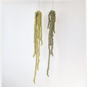 May include: Two hanging plants with long, curly green stems. The plants are hanging from the ceiling and are against a white wall.
