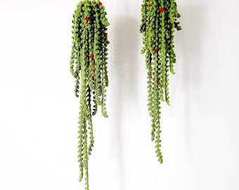 Crocheted Hanging Vine Plant with Macrame Hanger, Plant Home Decor, Cute Plush Succulent