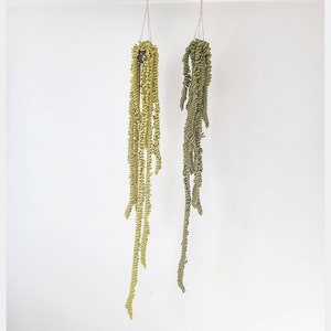 PATTERN All 5 Vines, Easy Crochet Guide, Step by Step, Make your own Plants and Macrame Hanger image 5