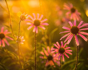 Floral Photography, Eastern Coneflower, Sunset, Nature Photography, Large Wall Print, Fine Art - "Happy Day"