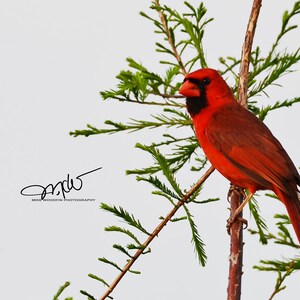 Male Cardinal Photo Photograph Wall Art Poster Fine Art Country Art Red Bird Fowl DIGITAL download White Nature