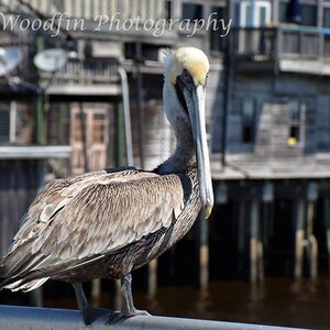 Pelican Photo Photograph Vintage Antique Cedar Key DIGITAL Download graue Vogel Geflügel Poster Wall Art Country Art Note Karte Angeln Florida
