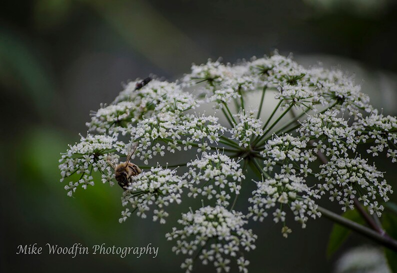 Bee on Queen Anne's Lace Photo Photograph DIGITAL Download Nature