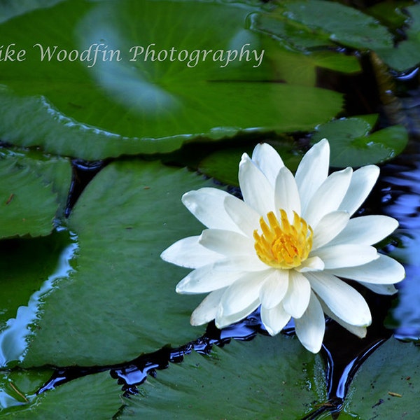 White Lily Pad Flower Photograph Photo Picture DIGITAL Green Floral Fine Art Poster Wall Art Still Life Water Reflection Nature Yellow Cool