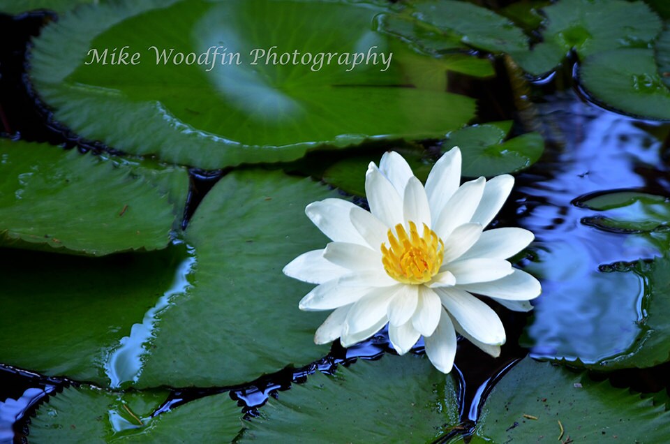 White Lily Pad Flower Photograph Photo Picture Digital Green Etsy