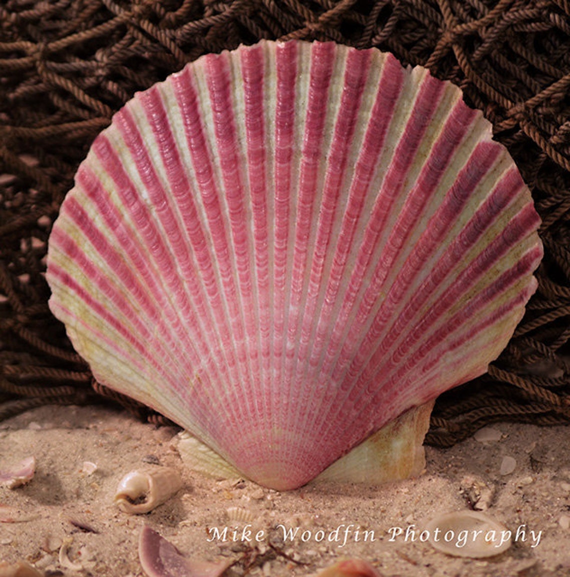Pink Scallop Shell Florida Beach Seashell Photo Photograph | Etsy