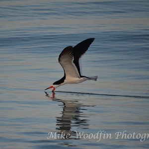 Black Skimmer Photo Photograph DIGITAL download Poster Bird Toucan Nature Country Art Note Cards Fine Art vintage antique Florida BEACH