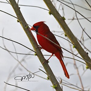 Male Cardinal Photo Photograph Wall Art Poster Fine Art Country Art Red Bird Fowl DIGITAL download White Nature